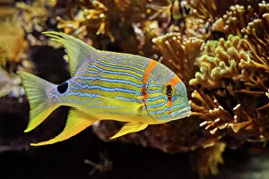 Snapper: Sailfin snapper blue-lined sea bream (Symphorichthys