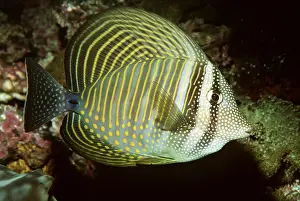 Stripes: SAILFIN TANG - WHOLE BODY