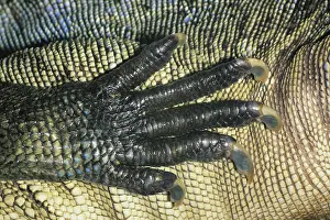 Agamid: Sailfinned Lizard Foot