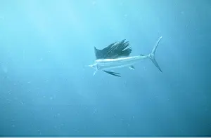 Fins: Sailfish - side view