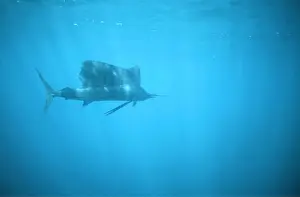 Fins: Sailfish - side view
