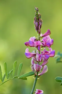 Sainfoin: Sainfoin in flower