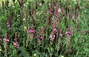 Fixing: Sainfoin in flower