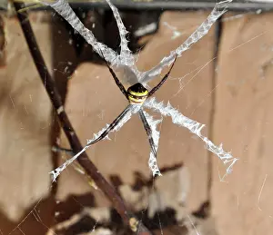 Webs: Saint Andrew's Cross Spider