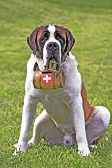 Rescue: Saint Bernard Dog, male sitting in meadow, watching