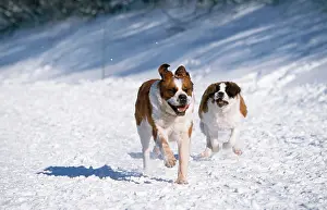 Bernards: Saint Bernard Dog - running in snow