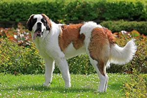 Event: Saint Bernard dog, Swiss dog breed, rose garden