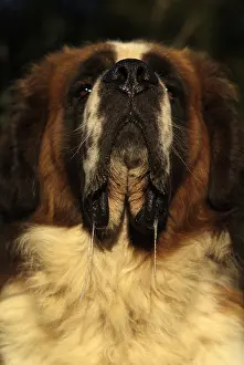 Lips: Saint Bernard sticking