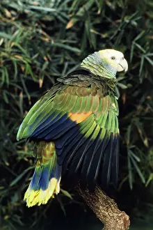 Amazona: Saint Vincent Amazon