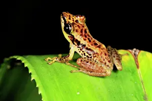 Sainte: Sainte Marie Madagascar Frog - on Pandanus / screw palm