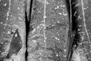 Stockfish: Saithe