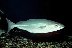 Virens: SAITHE / COALFISH / Coley