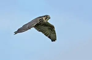 Saker: Saker Falcon