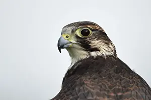 Saker: Saker Falcon