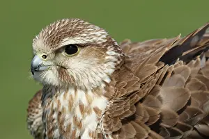 Falconidae: Saker Falcon