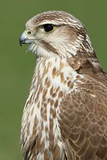 Falconidae: Saker Falcon