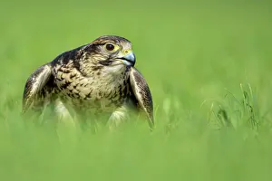 Saker: Saker Falcon