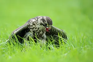 Saker: Saker Falcon