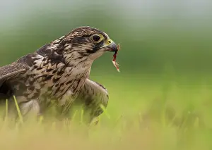 Saker: Saker Falcon