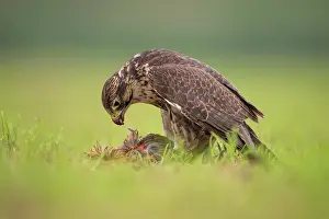 Saker: Saker Falcon