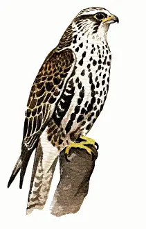 Saker: Saker Falcon