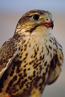 Saker: Saker Falcon - with blood on beak after kill