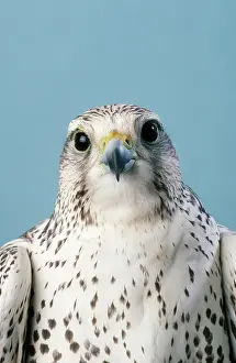 Falconry: Saker FALCON - close-up of head
