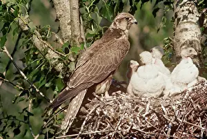 Guy Robbrecht: SAKER FALCON - at nest with chicks