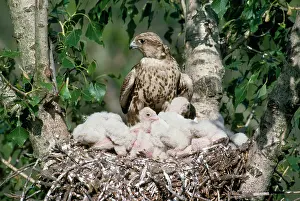 Guy Robbrecht: Saker Falcon - at nest with chicks