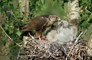 Guy Robbrecht: Saker Falcon - at nest feeding chicks