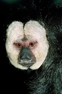 Saki: Saki / White-faced / Guinan Monkey
