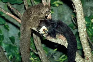 Saki: Saki / White-faced / Guinan Monkey - male & female