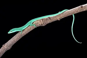 Dorsalis: Sakishima grass lizard (Takydromus dorsalis), Ishigaki-jima