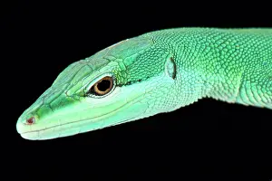 Dorsalis: Sakishima grass lizard (Takydromus dorsalis), Ishigaki-jima
