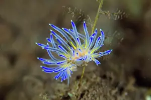 Cerata: Sakuraeolis Aeolid Nudibranch