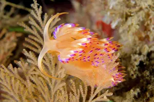 Cerata: Sakuraeolis Aeolid Nudibranch