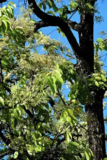 Shorea: Sal Blossom