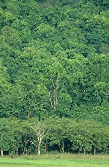Sals: Sal forest