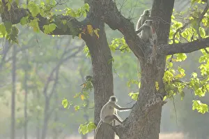 Madhya: Sal Tree