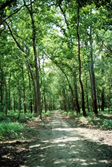 Shorea: Sal Trees