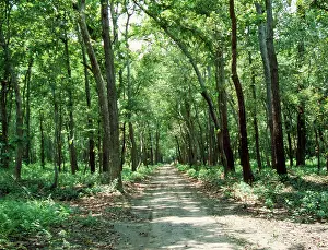Shorea: Sal Trees