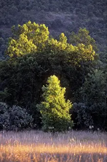 Sals: Sal Trees - in Chakradhara Meadows