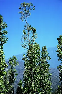 Shorea: SAL TREES - NEPAL