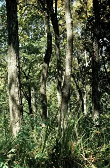 Sals: Sal Trees - trunks