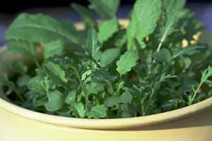 Roquette: Salad