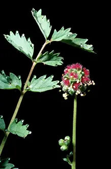Sanguisorba: SALAD BURNET - LEAF AND FLOWER
