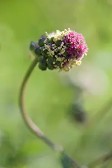 Sanguisorba: Salad burnett