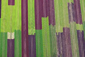 Salad: Salad fields, cultivation of red and green lettuce