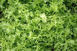 Lettuces: Salad leaves - from garden
