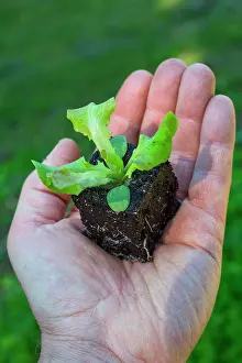 Salad: Salad seedling, Provence, France